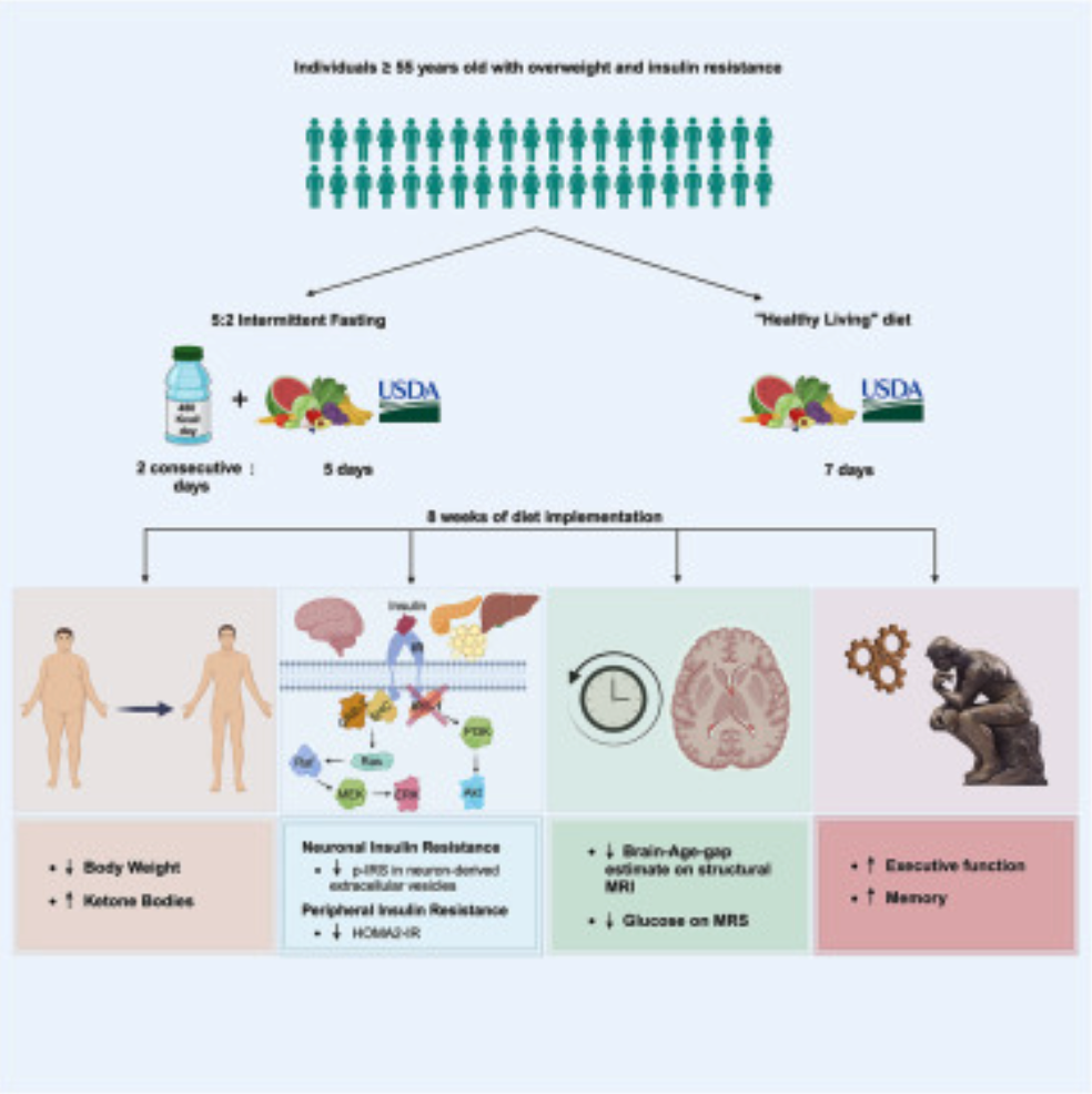 An image of a chart about intermittent fasting and the brain response is displayed.